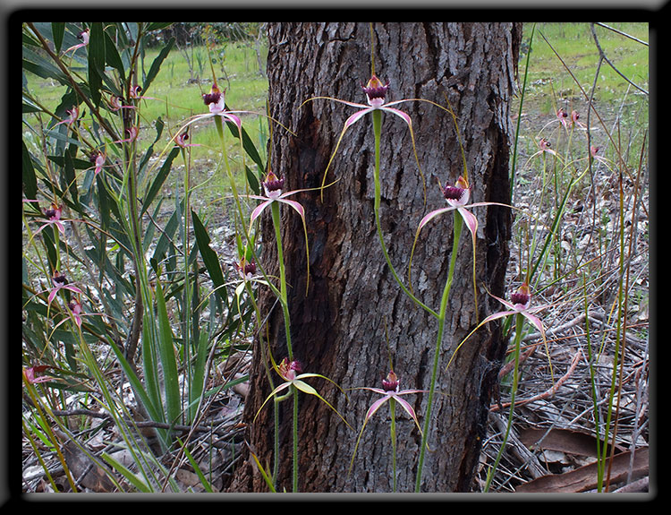 Carousel Spider Orchids