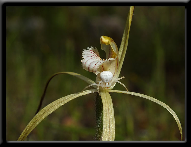 Yellow Spider Orchid