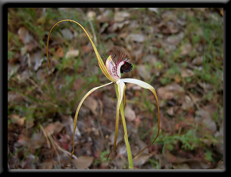 Giant Spider Orchid