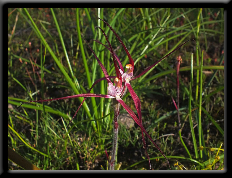 Crimson Spider Orchids