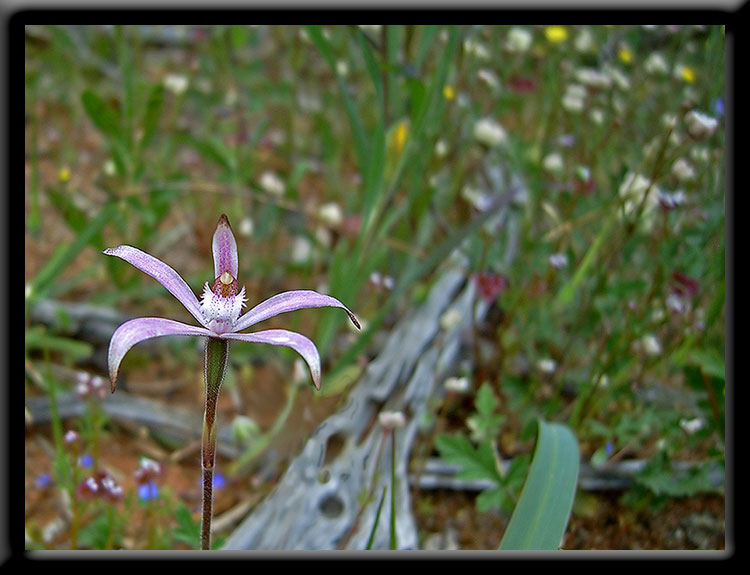 Sugar Candy Orchid