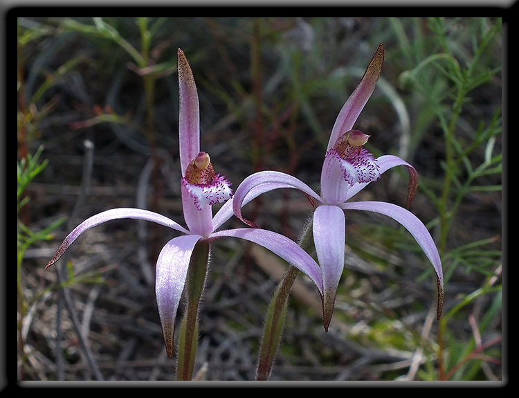 Pink Candy Orchids