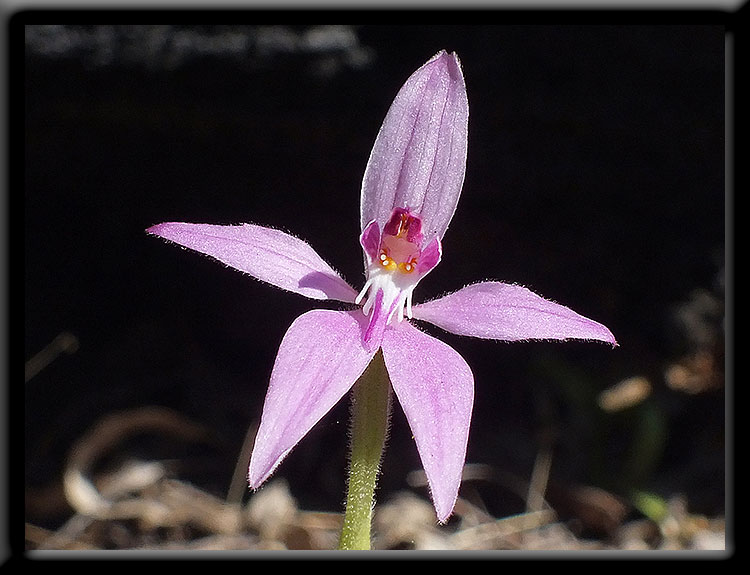 Pink Fairy