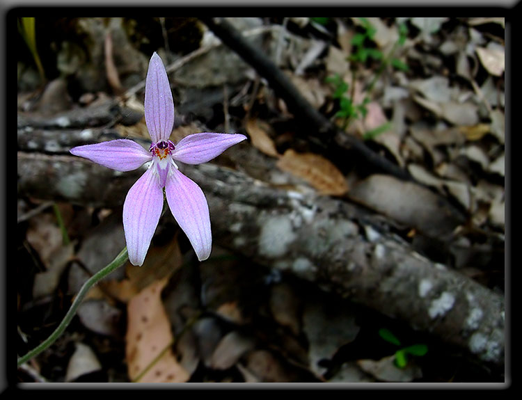 Pink Fairy