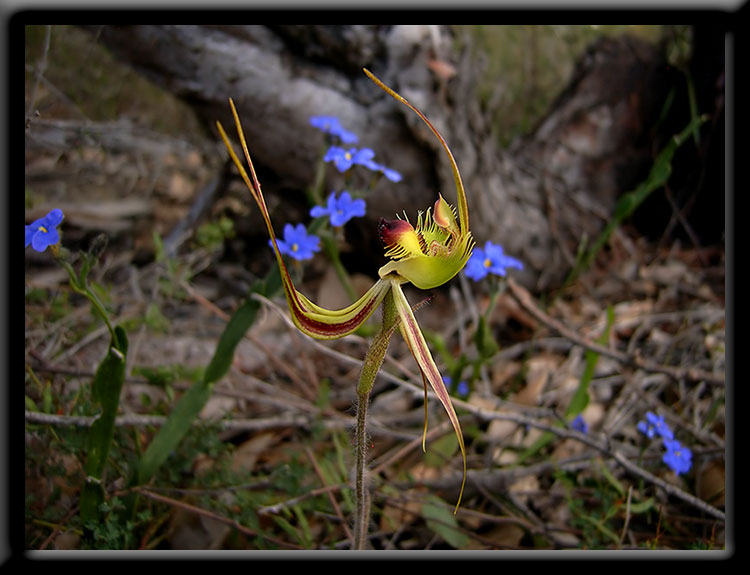 Butterfly Orchid