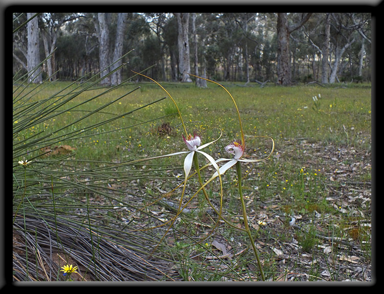 White Spider Orchids