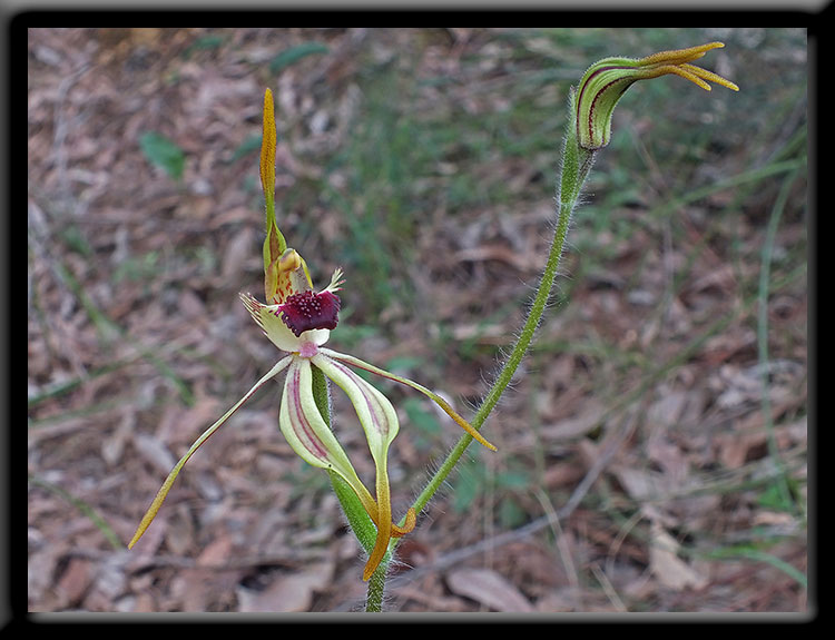 Clubbed Spider Orchid