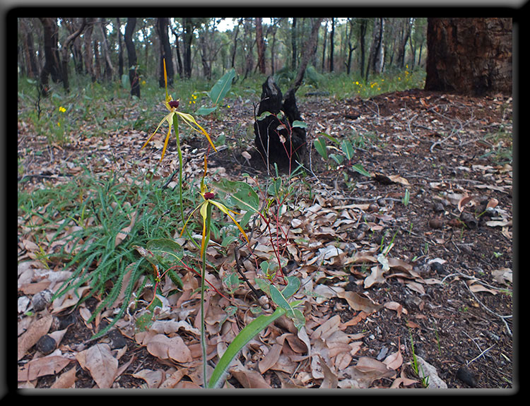 Clubbed Spider Orchids