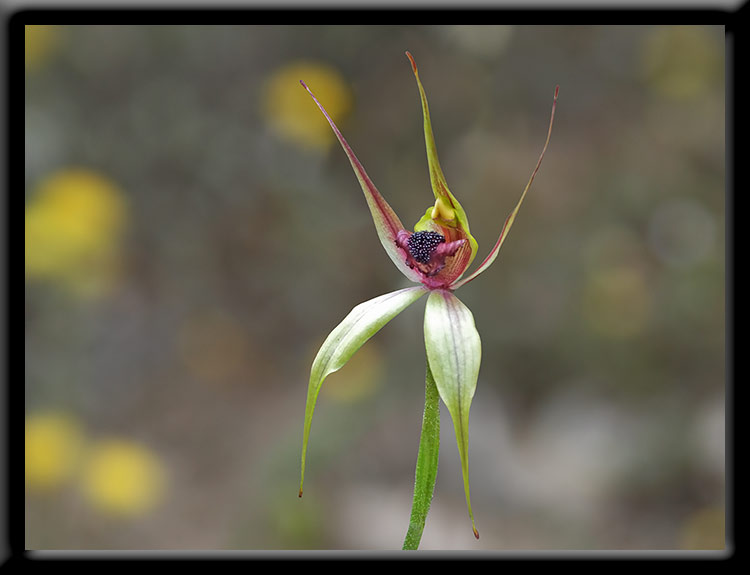 Leaping Spider Orchid