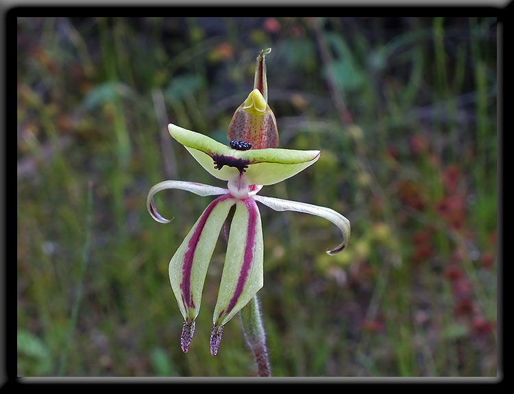 Clown Orchid