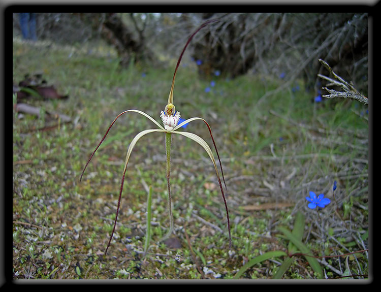 Common Spider Orchid