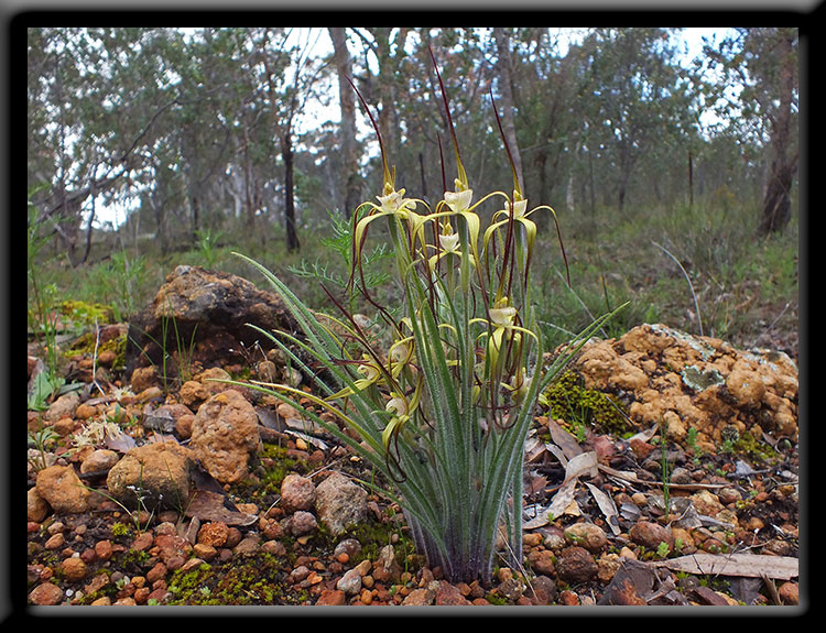 Primrose Spider Orchid