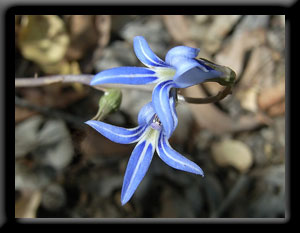 Blue Wildflower