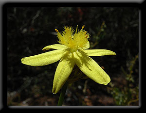 Wildflowers of the Perth Hills.