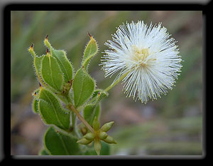 Wavy Leaved Wattle