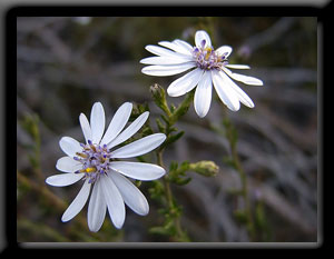 Autumn Scrub Daisy