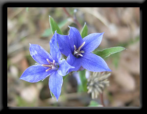 Wildflowers