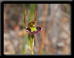 Hare Orchid