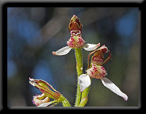 Bunny Orchid
