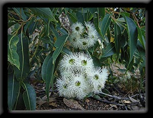 Eucalypt