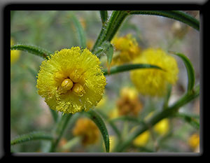 Acacia