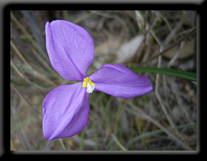 Purple Flag