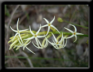 Stackhousia