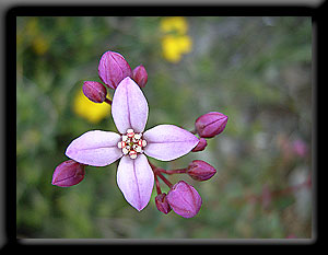 Boronia