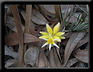 Bristly Cottonhead