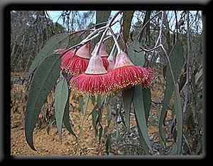 Eucalypt