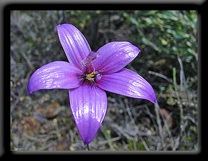 Pink Enamel Orchid