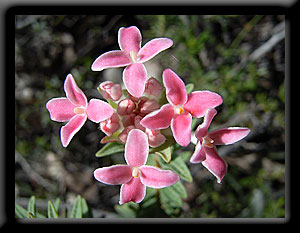 Red Wildflower