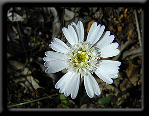 White Wildflower