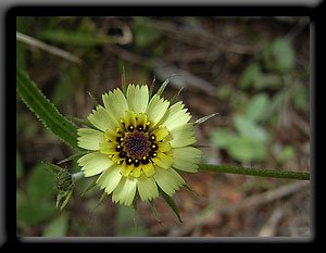 Yellow Wildflower