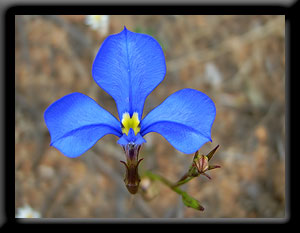 Wrinkle-Seeded Lobelia