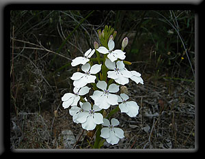 Woodbridge Poison