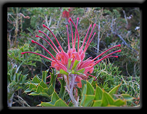 Grevillea
