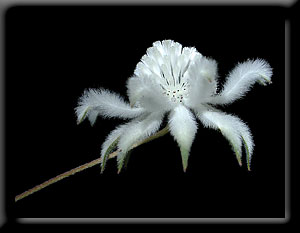 Flannel Flower
