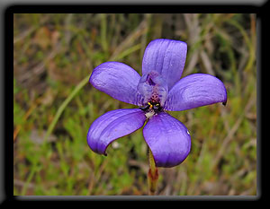 Purple Enamel Orchid