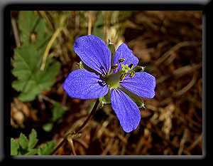 Wiluna Wildflower