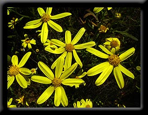 Showy Groundsel