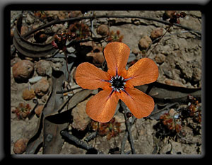 Pygmy Sundew