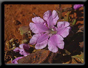 Desert Wildflower