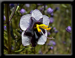 Tinsel Flower