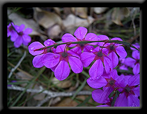 Bridgetown Wildflowers