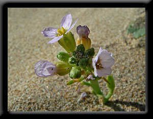 Coastal Wildflower