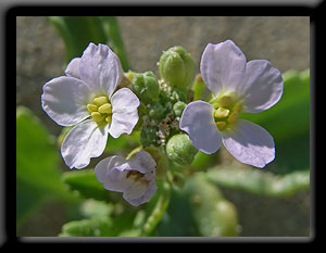 Pink Wildflower