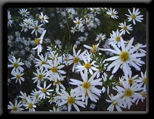 Pimelea Daisybush