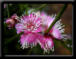 Nannup Wildflower