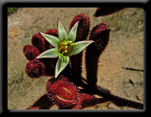 Red Kangaroo Paw